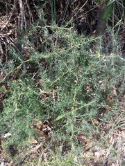 Asparagus acutifolius
