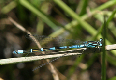 Coenagrion persicum
