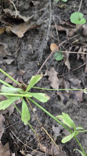 Ranunculus abortivus, photograph 5