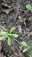 Ranunculus abortivus, photograph (c) Carter Ertel, some rights reserved (CC BY)