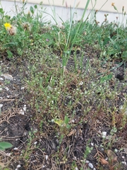 Asparagus acutifolius