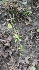 Ranunculus abortivus, photograph (c) Carter Ertel, some rights reserved (CC BY)