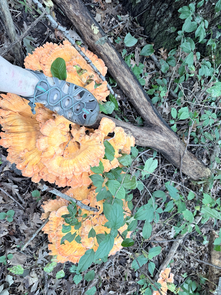 White-pored Chicken of the Woods · August 2026 · photo: Photo: (c) Erica Tava Johnson, some rights reserved (CC BY) · iNaturalist