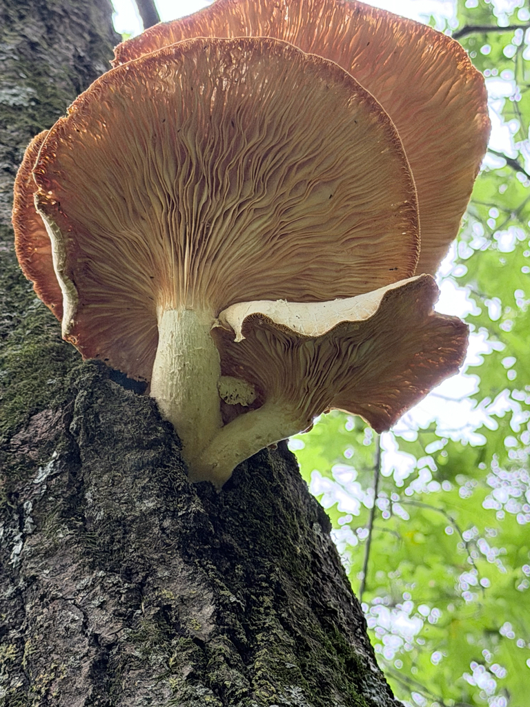 Lynx Paw Oyster · August 2026 · photo: Photo: (c) Erica Tava Johnson, some rights reserved (CC BY) · iNaturalist
