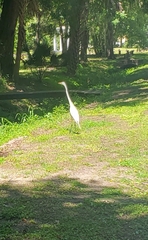 Ardea alba