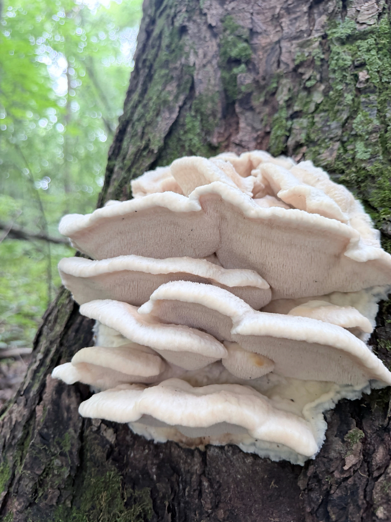 Northern Tooth · August 2026 · photo: Photo: (c) Erica Tava Johnson, some rights reserved (CC BY) · iNaturalist