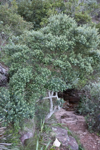 Phylica buxifolia, photograph 4