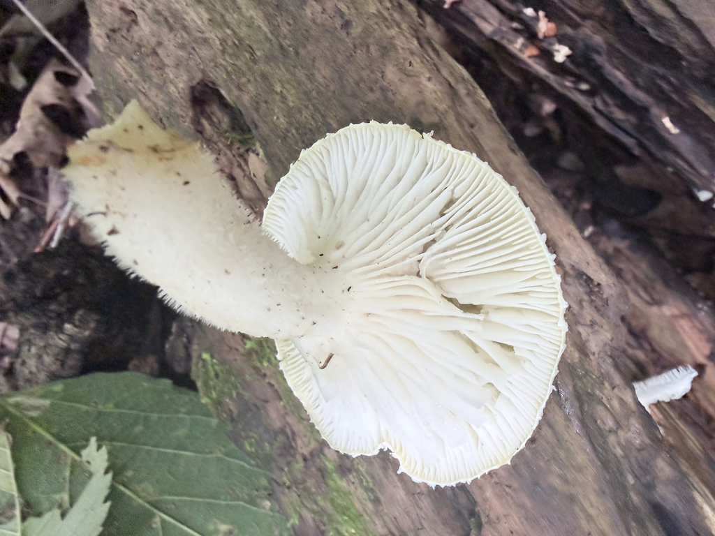 Lynx Paw Oyster · August 2026 · photo: Photo: (c) Erica Tava Johnson, some rights reserved (CC BY) · iNaturalist