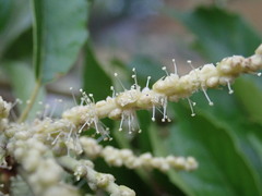Lithocarpus konishii
