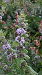 Mentha × verticillata, photograph Patrick Le Mao, CC0, iNaturalist via GBIF
