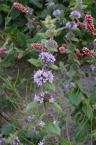 Mentha × verticillata, photograph 5