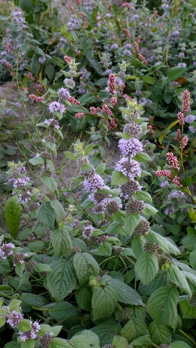 Mentha × verticillata, photograph 3