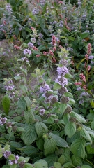 Mentha × verticillata, photograph Patrick Le Mao, CC0, iNaturalist via GBIF