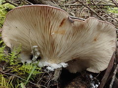Leucopaxillus lilacinus