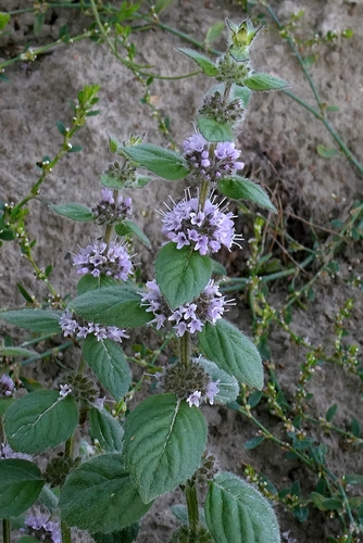 Mentha × verticillata, photograph 6