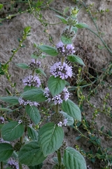 Mentha × verticillata, photograph Patrick Le Mao, CC0, iNaturalist via GBIF