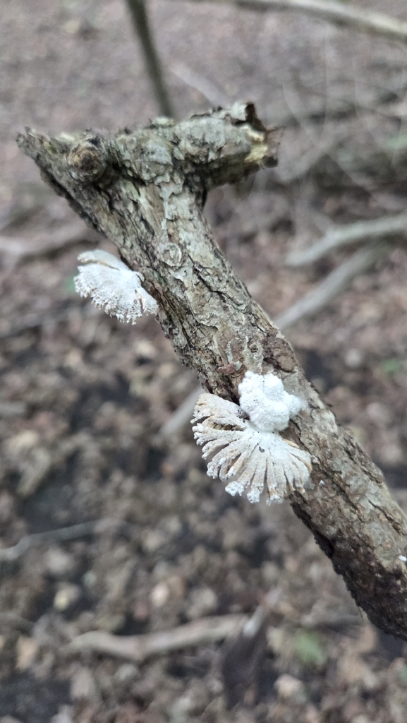 splitgill mushroom · August 2026 · photo: Photo: (c) Carter Ertel, some rights reserved (CC BY) · iNaturalist