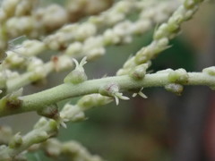 Lithocarpus konishii