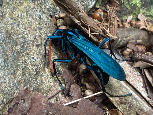 Pepsis ruficornis