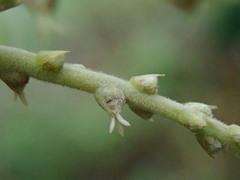 Lithocarpus konishii