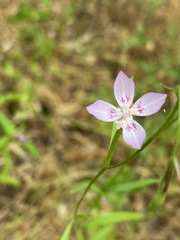 Clarkia epilobioides
