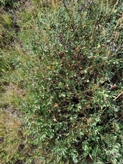 Cotoneaster integerrimus, photograph (c) Vladimír Fuka, some rights reserved (CC BY)