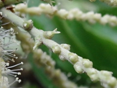 Lithocarpus konishii