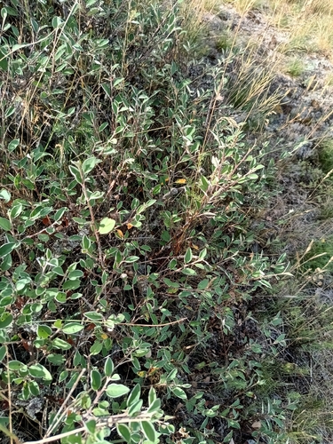 Cotoneaster integerrimus, photograph 5