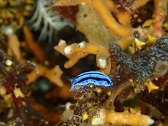 Phyllidiopsis annae image