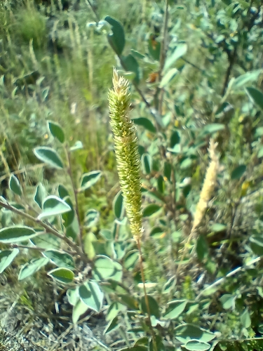 Phleum phleoides, photograph 1
