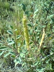 Phleum phleoides, photograph (c) Vladimír Fuka, some rights reserved (CC BY)