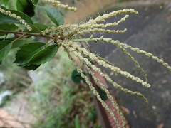 Lithocarpus konishii