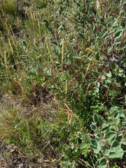 Phleum phleoides, photograph (c) Vladimír Fuka, some rights reserved (CC BY)