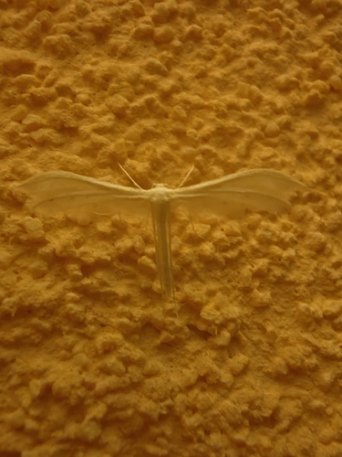 White Plume Moth