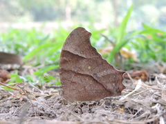Melanitis leda