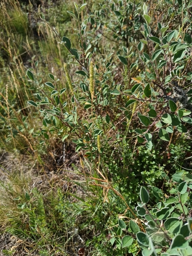 Phleum phleoides, photograph 3