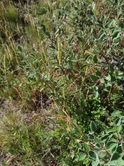 Phleum phleoides, photograph (c) Vladimír Fuka, some rights reserved (CC BY)
