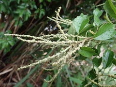 Lithocarpus konishii