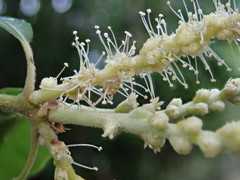 Lithocarpus konishii