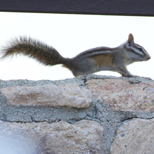 Merriam's Chipmunk observed by ben142