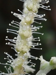 Lithocarpus konishii