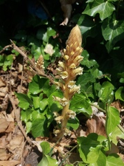 Orobanche