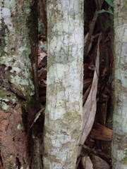 Lithocarpus konishii