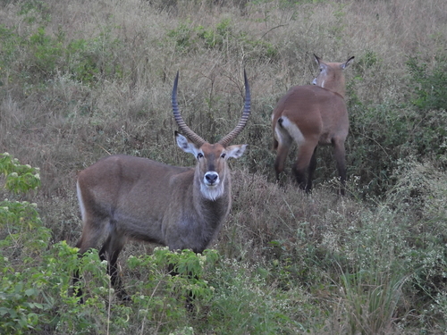 Defassa Waterbuck