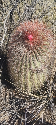 Denmoza rhodacantha
