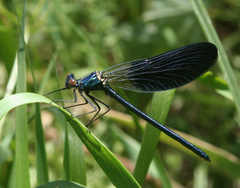 Calopteryx splendens intermedia