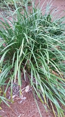 Ophiopogon jaburan