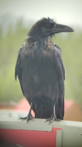 Common Raven