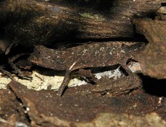 Brookesia brygooi