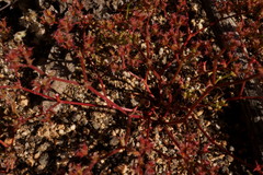 Chorizanthe fimbriata